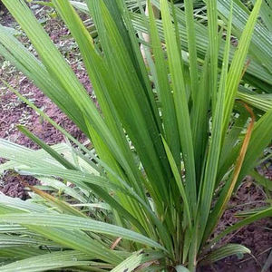 560人付款淘宝广西野生红葱头1斤包邮 珠葱 朱葱