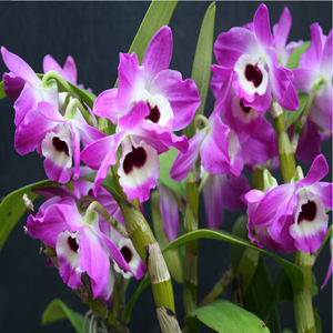 春石斛兰 小蓝莓 盆栽带花石斛美花石斛盆栽花卉苗绿植物兰花盆栽