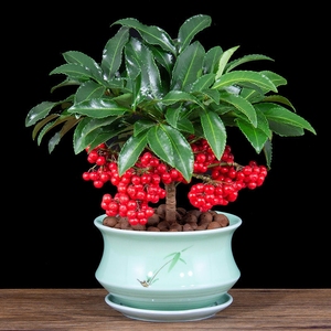 富贵籽盆栽黄金万两盆景金玉满堂年宵花卉室内客厅好养绿植物