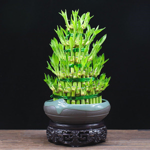 【节节高升富贵竹】节节高升富贵竹品牌,价格 - 阿里巴巴