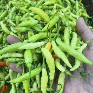 新鲜小米辣白辣椒青黄米椒特辣农家种植云南特产临沧耿马傣家调料