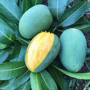 正宗覃斗鸡蛋芒果新鲜5 10斤当季水果整箱湛江雷州特产送礼农产品