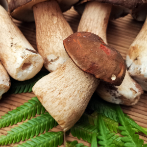 牛肝菌新鲜特级