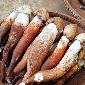 云南新鲜野生鸡枞菌鸡纵鸡棕不开伞食用菌大理特产煲汤鲜美包邮