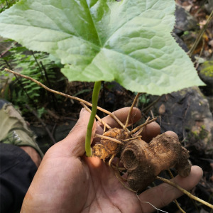 八角莲青山洞高山野生药材盆栽山荷叶江边一碗水室内喜阴绿植
