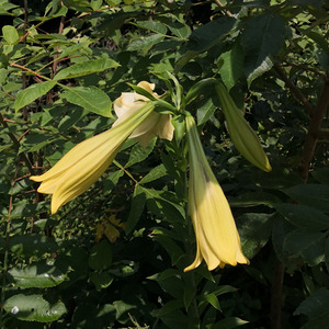 【野百合】青山洞高山野生植物药材盆栽多年生香水百合种球种苗