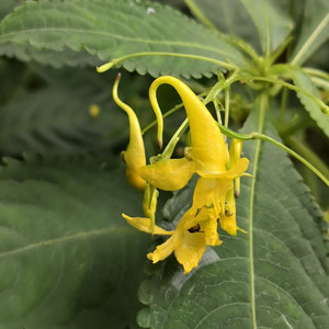 【水金凤】寻予生活龙虾花黄凤仙湿凤仙药材盆栽花卉花坛地被种苗