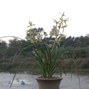 兰花 千里香 浓香蕙兰兰花苗室内盆栽绿植花卉好养易活阳台办公室