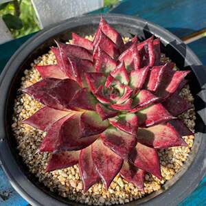 c92从前慢花园直播【卡宴】昆明多肉植m物植 多肉满88包邮