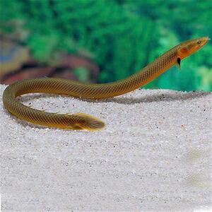 草绳恐龙鱼热带