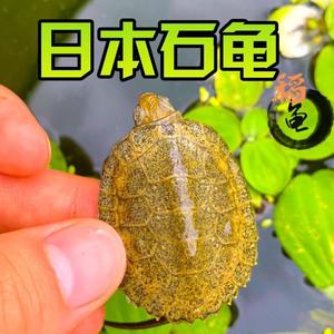 040人付款淘宝正宗皖南小青龟北石龟苗黄喉拟水龟乌龟活物青头龟外塘