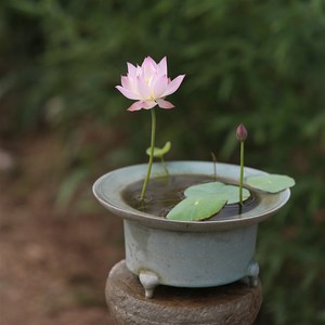 q烟雨《苑 姜永慧a》古典微型碗莲种藕迷你水生荷花