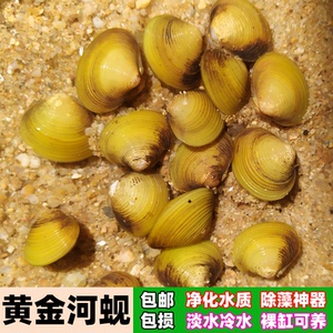 原生黄金河蚬溪蚬小河蚌活体鳑鲏繁殖淡水鱼缸除藻净化水质观赏螺