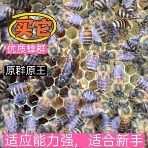 蜜蜂活体广西土蜜蜂中蜂中华蜜蜂群笼蜂蜂群蜂王红背王阿坝王