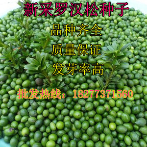 新采罗汉松种子雀舌罗汉松大叶小叶红芽台湾日本珍珠罗汉松树种子
