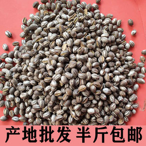 坦克虫杨拉罐半斤包邮羊拉杨喇洋拉洋辣活杨拉子杨喇罐洋辣子罐蛋