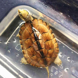 金钱龟招财长寿龟