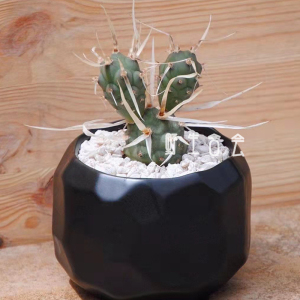 武藏野稀有纸刺团扇仙人球软刺不扎手仙人掌多肉绿植室内外小盆栽