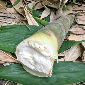 福建漳州正宗老坛酸笋山泉水腌制酸竹笋嫩笋肉真空包装开胃酸菜笋