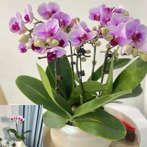 宝贝蝴蝶兰花卉