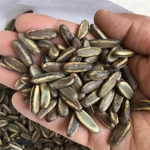 新鲜凤凰木种子红花楹凤凰树花籽火树造林苗木南方观花大乔木种籽