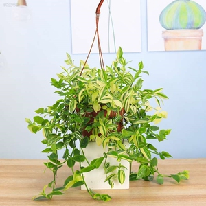 青白玉锦翡翠鸭趾草鸭舌吊兰垂吊植物盆栽室外室内阳台净化空气