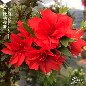 沙浪日本皋月杜鹃夏鹃红色重瓣花卉盆栽稀有品种盆景老桩阳台绿植