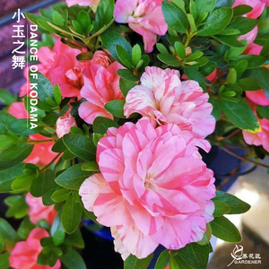 小玉之舞皋月杜鹃花稀少名贵品种阳台庭院花卉盆栽耐寒耐晒易养活