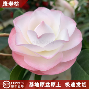 康寿桃美琳达茶花树苗稀有名贵品种室外庭院花卉绿植福建龙岩正品