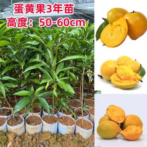 蛋黄果树苗正宗嫁接蛋黄果树苗耀堂仙桃果苗带土带叶盆栽地栽南方
