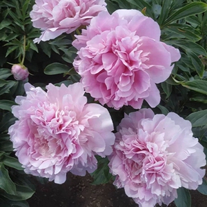 重瓣芍药花苗带盆栽好进口耐寒观赏带土四季易活庭院盆栽牡丹种根