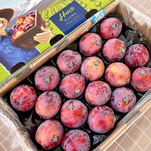 智利鸵鸟蛋李子 2斤 新鲜进口水果 绯红李 纯甜无酸感