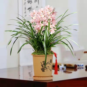 蕙兰【浪漫樱花】兰花苗大花好养浓香素花室内客厅花卉绿植
