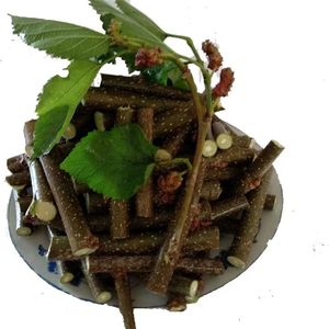 新鲜现采中药桑树枝条食用桑枝桑木棍蚕桑树枝经络拍打破关桑枝棒