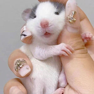 花枝鼠活体宠物鼠活物宝宝哈士奇花枝鼠飞象耳学生宠物