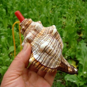 大海螺号角吹乐器