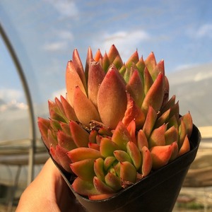 叶小琪多肉馆 k云南多肉金蜡大群生 金腊东云 东云系 纯