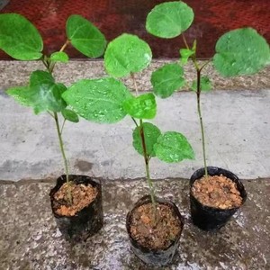 50同款货源ytfacai661淘宝玫瑰茄洛神花种子商用树苗盆栽花苗红桃