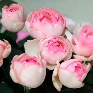 魂之香水月季伊芙魂之香水月季花苗大花浓香灌木多季节开花