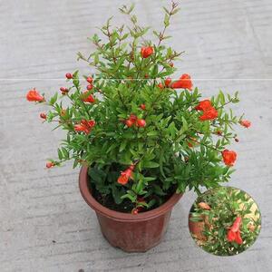 潮汕红花仙草喜庆吉祥花卉家用石榴花盆栽红花盆栽抹草仙草吉祥草