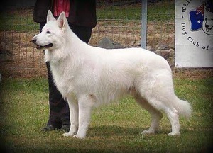 纯种血统瑞士牧羊犬幼犬活体纯白色牧羊犬大型护卫犬纯白德牧幼犬