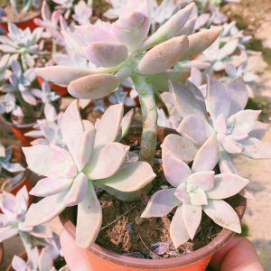 胧月多肉植物老桩多头庭院阳台盆栽绿植花卉好养易活优质小型肉肉