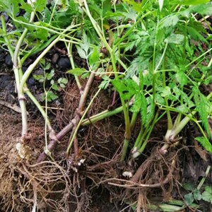 网红川芎苗 家居美化植物 都市阳台k客厅庭院绿化绿植盆栽