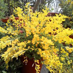 金雀花盆栽锦鸡儿金丝雀黄金雀花植物盆景花卉室内室外耐寒观花