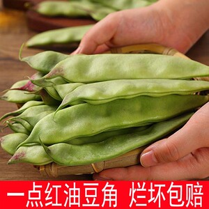 东北特产新鲜一点红油豆角蔬菜农家种植开锅烂九月青疏菜顺丰包邮