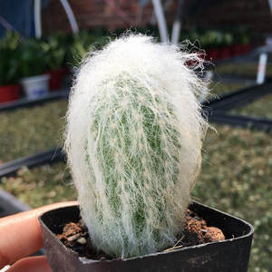 园艺老乐柱仙人球多肉植物盆栽幻乐柱白毛白宫殿绿植盆栽花卉小