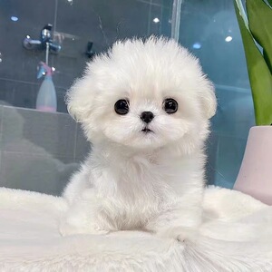 超可爱马尔济斯活体小马仙女狗幼犬小型犬茶杯长不大茶杯狗