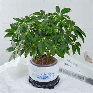 七叶莲鸭脚木盆栽办公桌净化空气植物四季常青花卉吸甲醛招财绿植