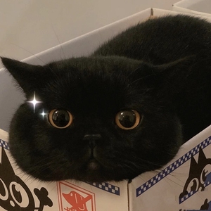 爱心无偿领养孟买猫幼猫黑猫幼崽纯黑色黑煤球招财宠物猫猫咪幼崽