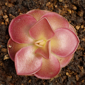 食虫植物 樱叶捕虫堇 多肉植物 室内盆栽 新手推荐 x冲钻特价包邮